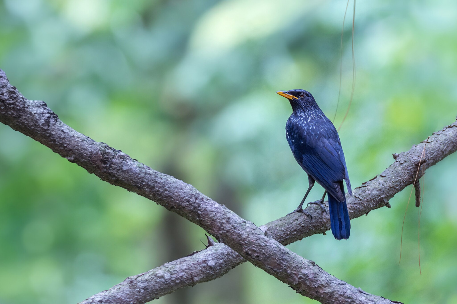 image Blue Whistling-Thrush